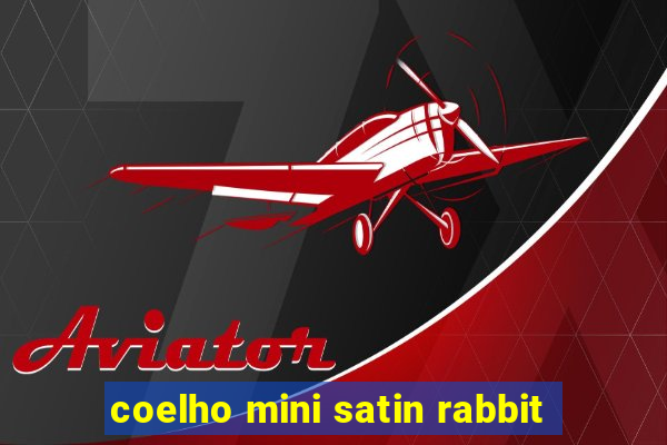 coelho mini satin rabbit