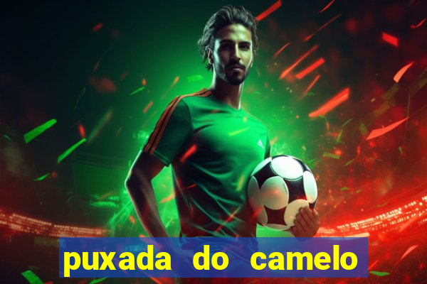 puxada do camelo jogo do bicho