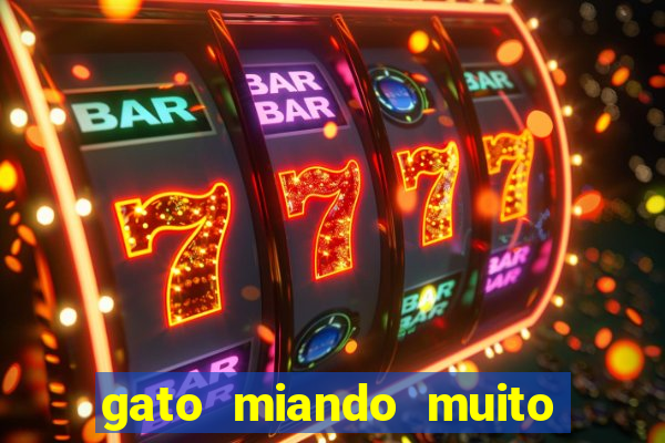 gato miando muito a noite o que fazer
