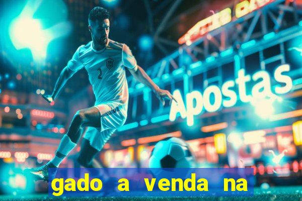 gado a venda na bahia olx