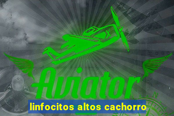 linfocitos altos cachorro